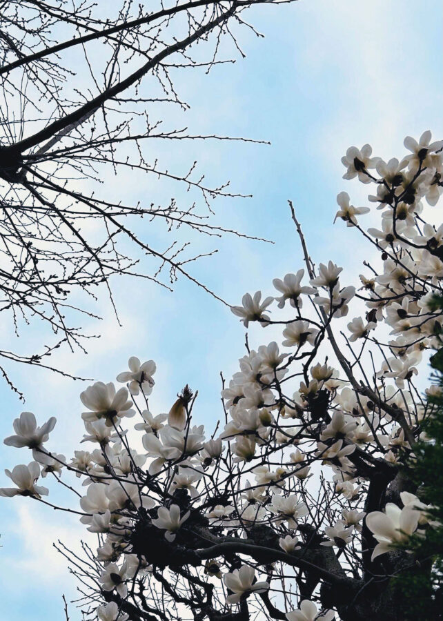 白い花を咲かせるモクレンの木