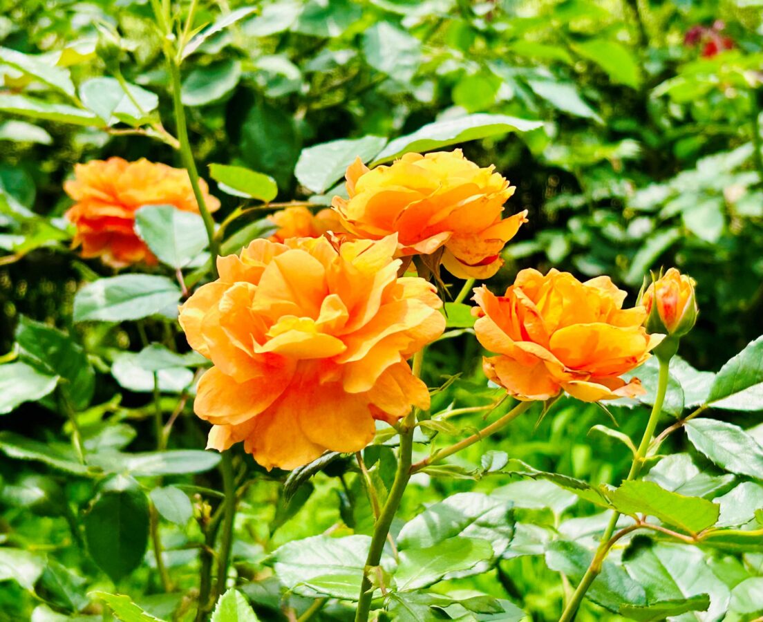 薔薇「万葉」旧古河庭園
