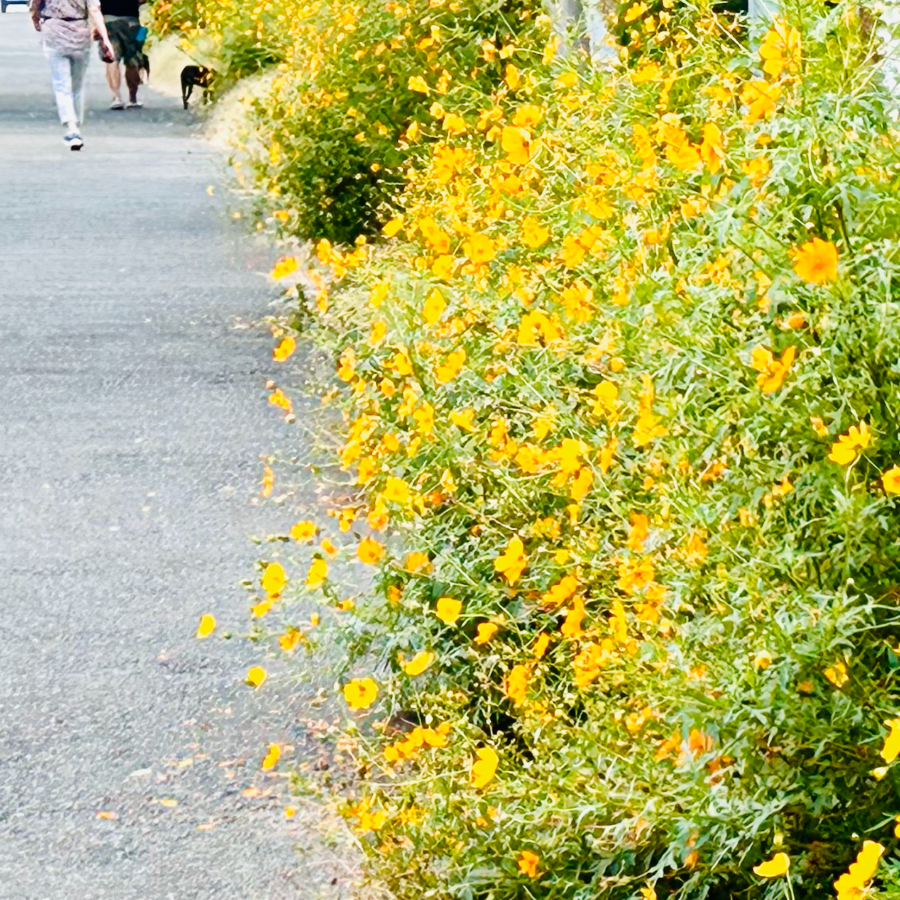 緑道散歩　秋の花園　キバナコスモス