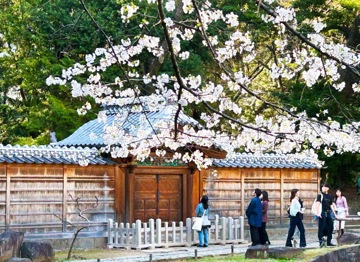小石川後楽園　桜のむこうに見える唐門