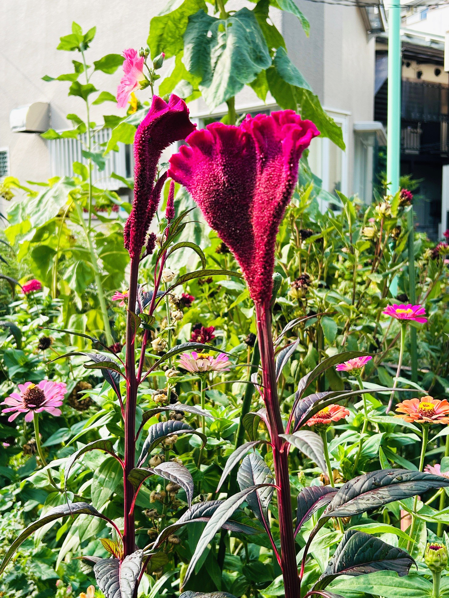 渋谷区緑道　ケイトウの花