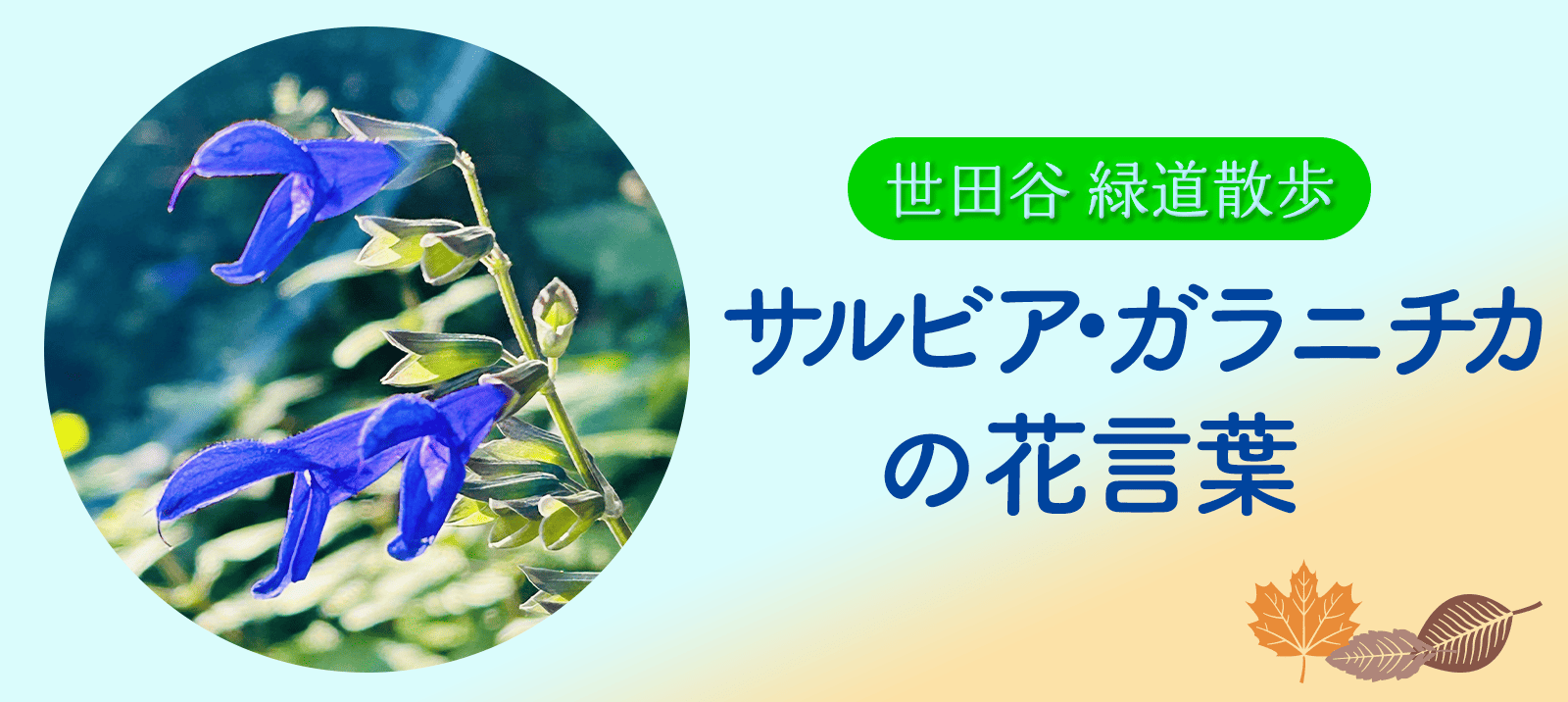 世田谷 緑道散歩　～サルビア・ガラニチカの花言葉～