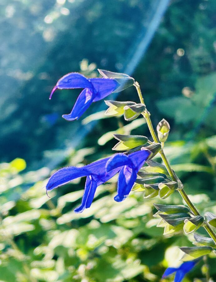 サルビア・ガラニチカ