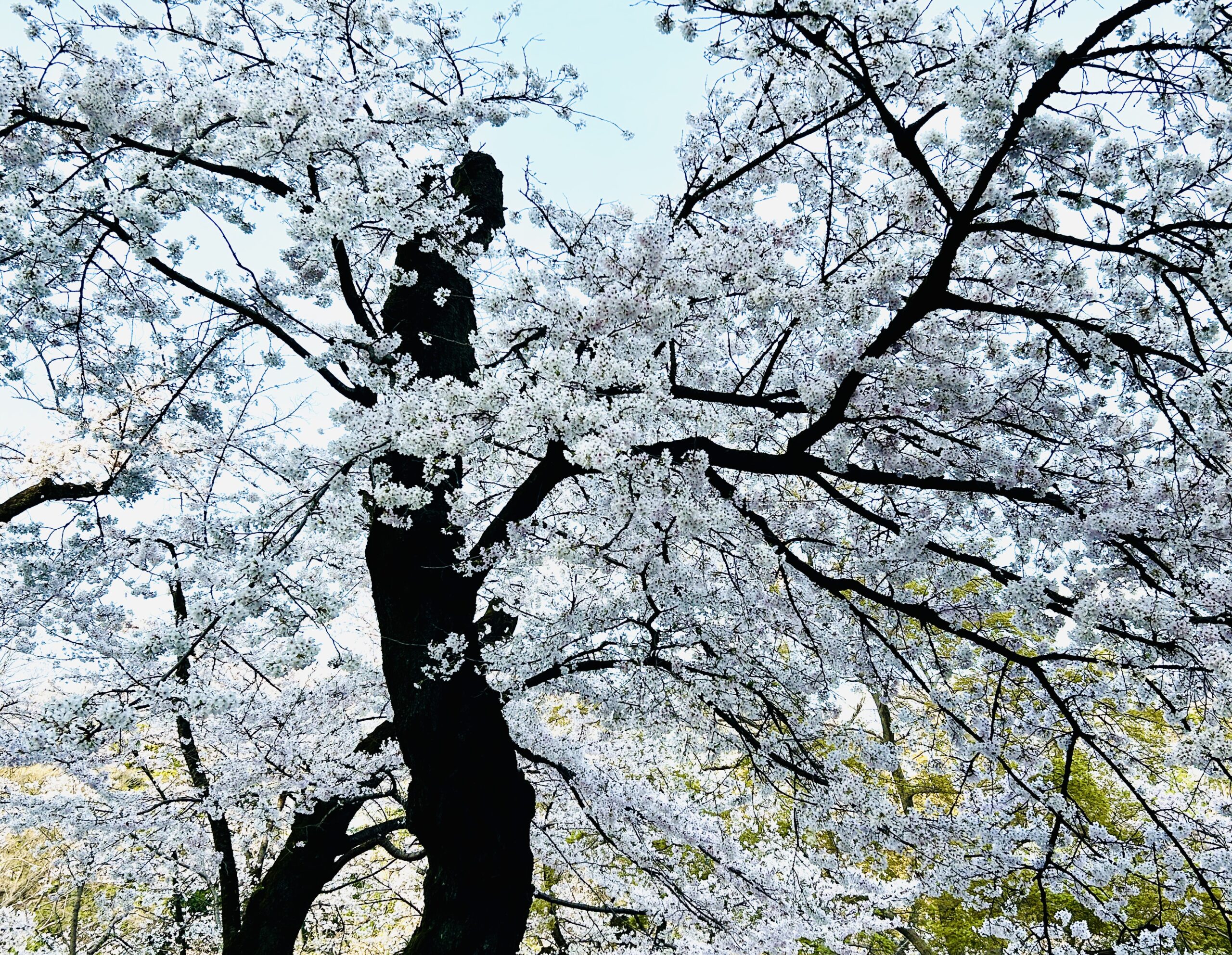 井之頭公園　桜