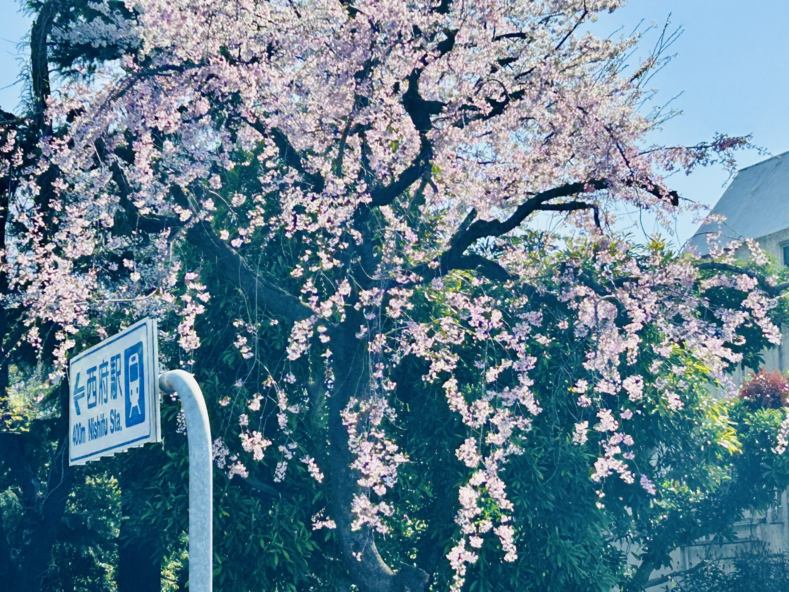 西府駅　市川緑道前のしだれ桜